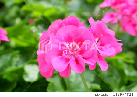 アイビーゼラニウム（シンガポール） 118974821