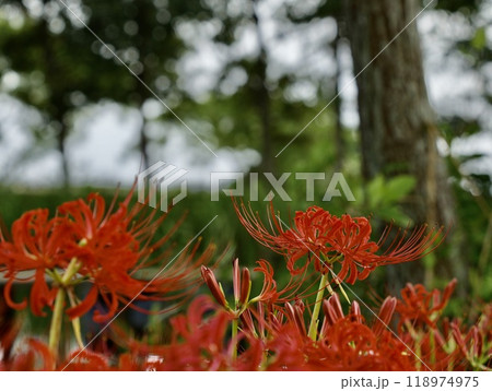 美しく咲き誇る赤い彼岸花　緑背景 118974975