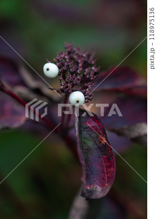Berries of the white turf. Siberian Pearls. Cornus alba. Maroon shrub leaves 118975136