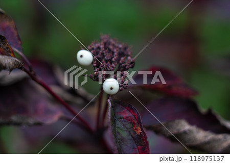 Berries of the white turf. Siberian Pearls. Cornus alba. Maroon shrub leaves Berries of the white turf. Siberian Pearls. Cornus alba. Maroon shrub leaves 118975137