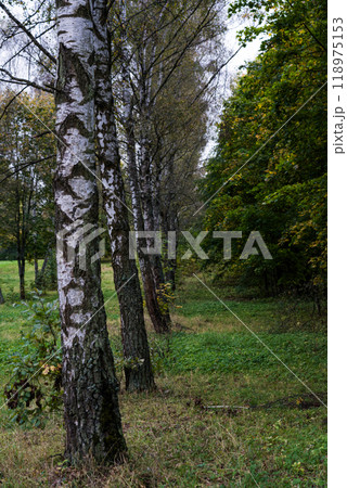 Birch alley in the forest park. Birch grove. The birches are planted in one line 118975153