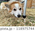 地面に伏せるコーギー 118975744