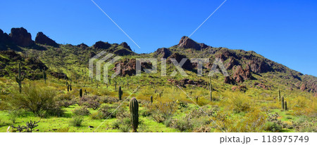 After The rain Sonora Desert Arizona Picacho Peak State Park 118975749