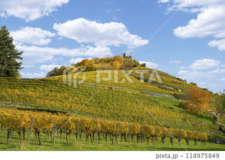 Vineyard with the old castle ruins in Staufen im Breisgau in the Black Forest Vineyard with the old castle ruins in Staufen im Breisgau in the Black Forest 118975849
