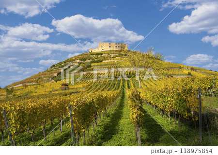 Vineyard with the old castle ruins in Staufen im Breisgau in the Black Forest Vineyard with the old castle ruins in Staufen im Breisgau in the Black Forest 118975854