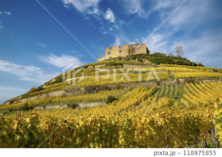 Vineyard with the old castle ruins in Staufen im Breisgau in the Black Forest Vineyard with the old castle ruins in Staufen im Breisgau in the Black Forest 118975855