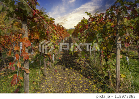View through beautiful vines covered in fall colors the vines in the wine village of Staufen im Breisgau 118975865