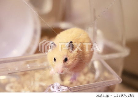 かわいいゴールデンハムスター(キンクマ) かわいいゴールデンハムスター(キンクマ) 118976269