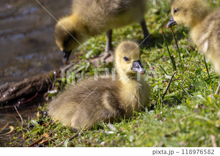 Adorable Goslings Playing by the Waters Edge During the Beautiful Season of Springtime Adorable Goslings Playing by the Waters Edge During the Beautiful Season of Springtime 118976582