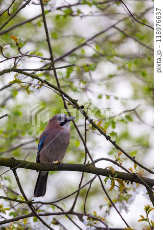 A vibrant and colorful bird is beautifully perched on a branch during the spring season 118976637
