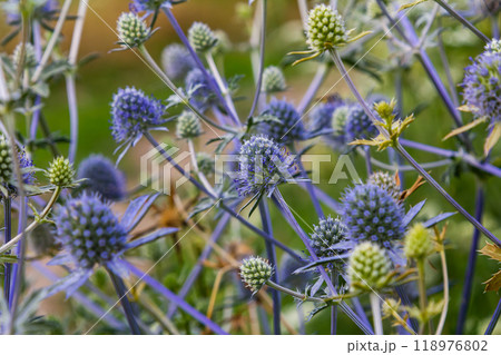 Eryngium Planum Or Blue Sea Holly - Flower Growing On Meadow. Wild Herb Plants 118976802