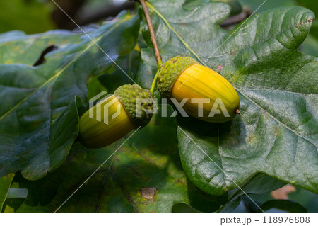 Oak branch with green leaves and acorns on a sunny day. Oak tree in summer. Blurred leaf background. Oak branch with green leaves and acorns on a sunny day. Oak tree in summer. Blurred leaf background. 118976808