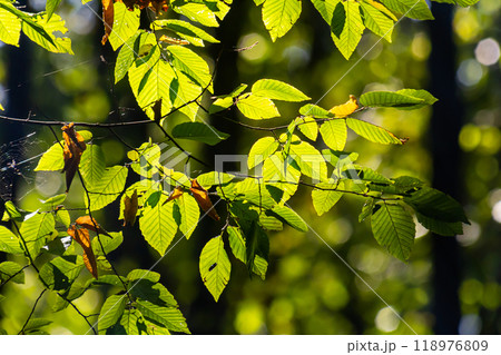 Beautiful, harmonious forest detail, with hornbeam leaves Beautiful, harmonious forest detail, with hornbeam leaves 118976809
