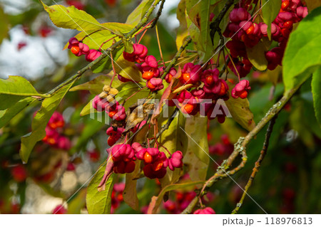 Euonymus europaeus european common spindle capsular ripening autumn fruits, red to purple or pink colors with orange seeds, autumnal colorful leaves Euonymus europaeus european common spindle capsular ripening autumn fruits, red to purple or pink colors with orange seeds, autumnal colorful leaves 118976813