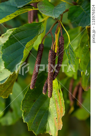 Speckled alders spread their seed through cone-like structures Speckled alders spread their seed through cone-like structures 118976814