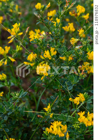 Medicago falcata, plant species of the genus Medicago. It is native to much of Europe and Asia Medicago falcata, plant species of the genus Medicago. It is native to much of Europe and Asia 118976832