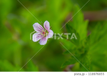 Siberian geranium Geranium sibiricum grows in summer in the wild 118976855