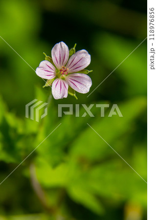 Siberian geranium Geranium sibiricum grows in summer in the wild Siberian geranium Geranium sibiricum grows in summer in the wild 118976856
