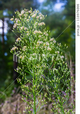 Erigeron canadensis grows in the wild in summer Erigeron canadensis grows in the wild in summer 118976866