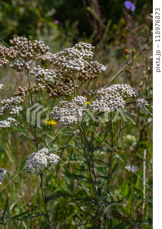 common yarrow achillea millefolium with fly Tachina fera 118976873