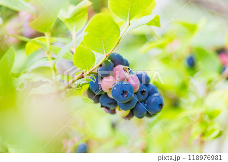 食べ頃になった、ブルーベリー 118976981