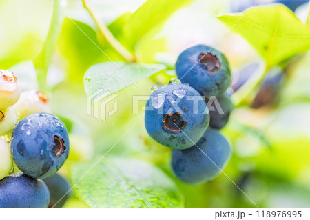 食べ頃になった、ブルーベリー 食べ頃になった、ブルーベリー 118976995