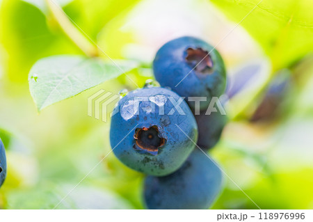 食べ頃になった、ブルーベリー 食べ頃になった、ブルーベリー 118976996