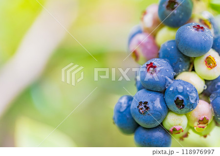 食べ頃になった、ブルーベリー 食べ頃になった、ブルーベリー 118976997