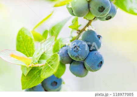 食べ頃になった、ブルーベリー 118977005