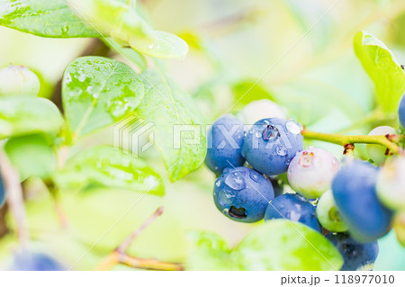 食べ頃になった、ブルーベリー 食べ頃になった、ブルーベリー 118977010