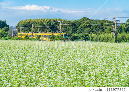三岐鉄道三岐線丹生川駅、満開のそばの花〈三重県いなべ市〉 三岐鉄道三岐線丹生川駅、満開のそばの花〈三重県いなべ市〉 118977825