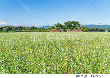 三岐鉄道三岐線丹生川駅、満開のそばの花〈三重県いなべ市〉 三岐鉄道三岐線丹生川駅、満開のそばの花〈三重県いなべ市〉 118977829