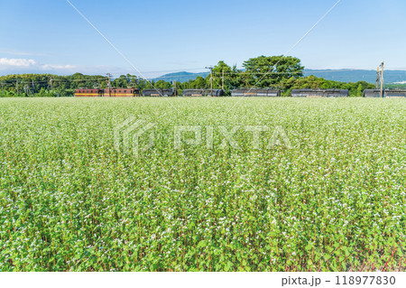 三岐鉄道三岐線丹生川駅、満開のそばの花〈三重県いなべ市〉 三岐鉄道三岐線丹生川駅、満開のそばの花〈三重県いなべ市〉 118977830