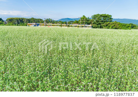 三岐鉄道三岐線丹生川駅、満開のそばの花〈三重県いなべ市〉 118977837
