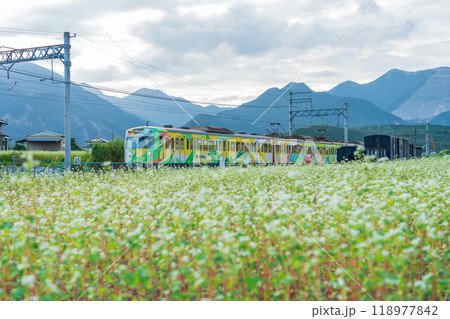 三岐鉄道三岐線丹生川駅、満開のそばの花〈三重県いなべ市〉 三岐鉄道三岐線丹生川駅、満開のそばの花〈三重県いなべ市〉 118977842