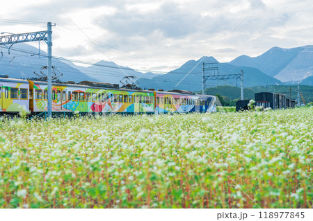 三岐鉄道三岐線丹生川駅、満開のそばの花〈三重県いなべ市〉 118977845