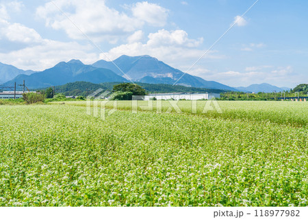 三岐鉄道三岐線丹生川駅、満開のそばの花〈三重県いなべ市〉 118977982