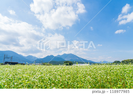 三岐鉄道三岐線丹生川駅、満開のそばの花〈三重県いなべ市〉 三岐鉄道三岐線丹生川駅、満開のそばの花〈三重県いなべ市〉 118977985