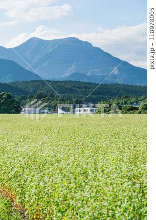 三岐鉄道三岐線丹生川駅、満開のそばの花〈三重県いなべ市〉 三岐鉄道三岐線丹生川駅、満開のそばの花〈三重県いなべ市〉 118978005