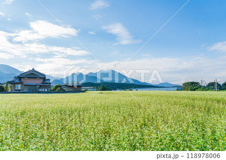 三岐鉄道三岐線丹生川駅、満開のそばの花〈三重県いなべ市〉 118978006