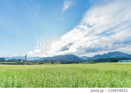 三岐鉄道三岐線丹生川駅、満開のそばの花〈三重県いなべ市〉 三岐鉄道三岐線丹生川駅、満開のそばの花〈三重県いなべ市〉 118978012