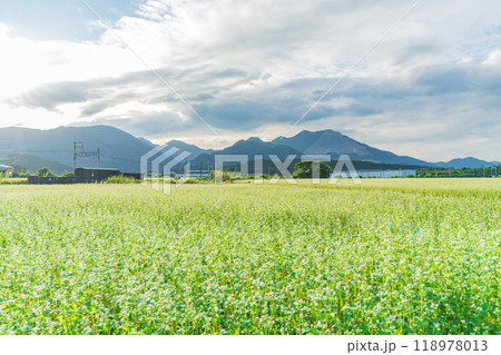 三岐鉄道三岐線丹生川駅、満開のそばの花〈三重県いなべ市〉 三岐鉄道三岐線丹生川駅、満開のそばの花〈三重県いなべ市〉 118978013