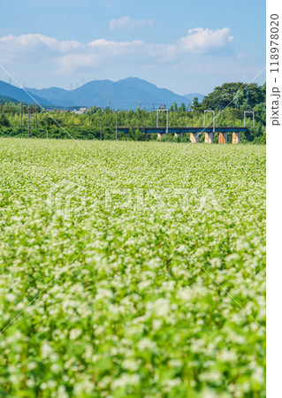 三岐鉄道三岐線丹生川駅、満開のそばの花〈三重県いなべ市〉 三岐鉄道三岐線丹生川駅、満開のそばの花〈三重県いなべ市〉 118978020