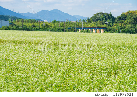 三岐鉄道三岐線丹生川駅、満開のそばの花〈三重県いなべ市〉 118978021