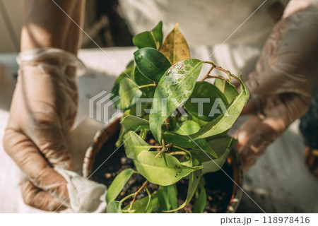 peaceful act of tending to indoor plants, connecting with nature from home peaceful act of tending to indoor plants, connecting with nature from home 118978416