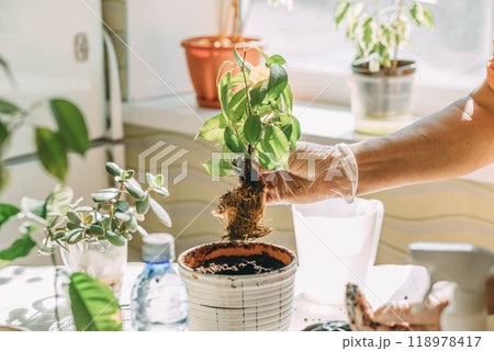 Hands gently handling the roots of a plant, preparing it for a new pot and fresh soil Hands gently handling the roots of a plant, preparing it for a new pot and fresh soil 118978417