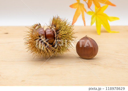秋の味覚の栗　とげの中に大きな栗が入っている 118978629
