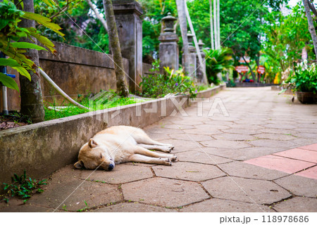 ベトナムの路上に寝転がる犬 118978686