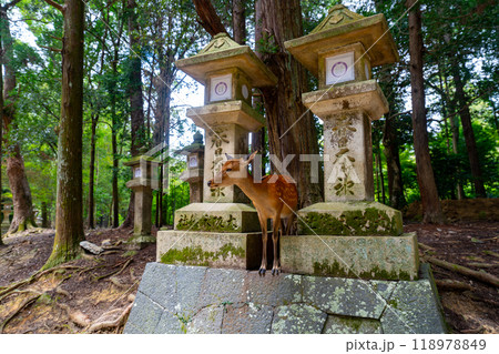 奈良県　奈良公園と鹿の風景 118978849
