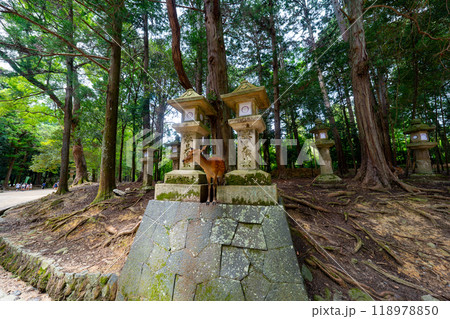 奈良県 奈良公園と鹿の風景 奈良県 奈良公園と鹿の風景 118978850